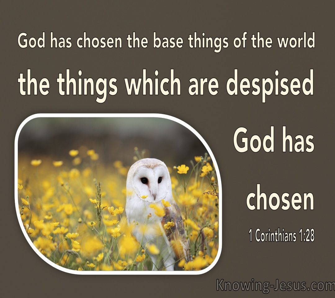 1 Corinthians 1:28 The Things Which Are Despised God Has Chosen (brown)